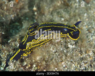 Escargot étoilé jaune-violet (Felimare picta) avec des motifs jaunes et noirs vifs sur un fond marin sablonneux, site de plongée Playa, Tufia, Gran Canaria, Espagne, Europe Banque D'Images