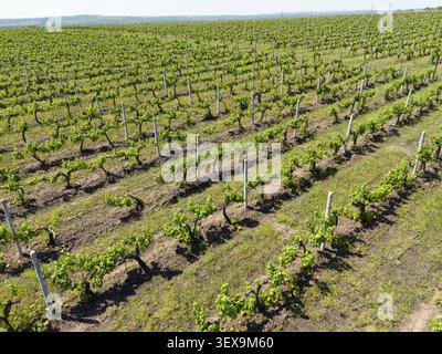Gros plan de vignes poussant dans des rangées soigneusement entretenues à travers les collines vallonnées de la campagne, vue aérienne, viticulture près de Chisinau, Chisinau Banque D'Images