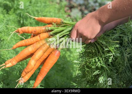 Gros plan de deux mains d'enfant tenant un bouquet de carottes fraîchement récoltées au sommet vert éclatant. La lumière chaude du soleil améliore le légume orange vif Banque D'Images