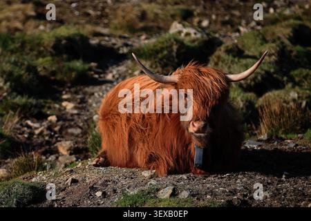 La vache poilue COO Highland dans l'île de Skye, en Écosse présente une vache brune couchée, des cornes courbées et une lande rocheuse, avec du bétail des hautes terres dans le cadre. Banque D'Images