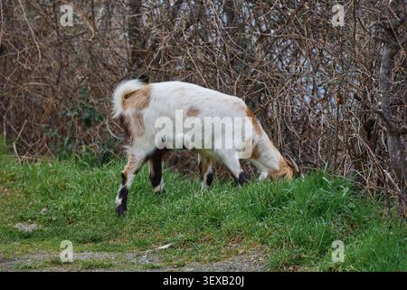 Une chèvre pèle à la périphérie d'un village. Banque D'Images