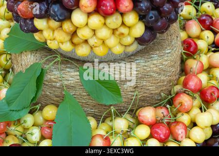 Arrangement coloré de cerises douces rouges, jaunes et foncées avec des feuilles vertes fraîches sur toile de jute rustique, symbolisant l'abondance, la récolte estivale et fraîche Banque D'Images