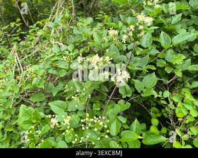 Clematis vitalba, nom commun barbe de vieil homme et joie du voyageur Banque D'Images