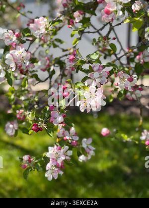 Branches de fleur de pomme rose fleurissant dans le jardin de printemps. Belles fleurs roses et blanches fleurissant sur les branches de pommier avec un gras vert flou doux Banque D'Images