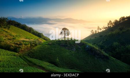 Vue aérienne d'un arbre solitaire poussant sur une colline vallonnée entourée de terres agricoles verdoyantes et de lumière dorée brumeuse le matin dans un paysage rural Banque D'Images