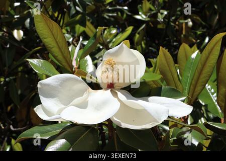 Fleur de magnolia blanche entièrement éclose avec un centre vibrant sur des feuilles vertes brillantes. Banque D'Images