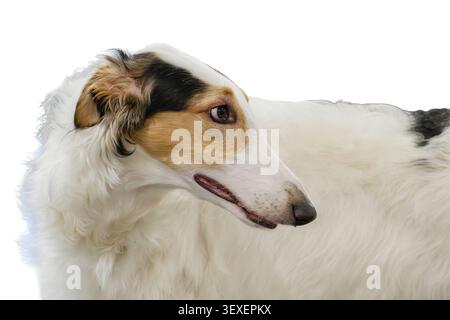 Borzoi de taille moyenne sur fond transparent, longue fourrure blanche ondulée avec des taches plus sombres, yeux tombants, oreilles perchées, éclairage doux, style portrait, côté an Banque D'Images