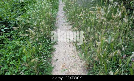 Un sentier piétonnier sablonneux s'étend vers l'avant flanqué de denses grappes de mauvaises herbes vertes et d'herbes d'orge sauvage à queue de mouton plumeuse sous une lumière naturelle douce Banque D'Images