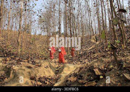 Les femmes transportent l'eau dans des cruches, à travers la forêt de Sal (Shorea robusta) à Madhupur, Mymensingh, Bangladesh. Banque D'Images