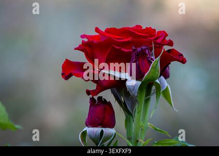 Gros plan élégant d'une rose rouge profond avec deux boutons de rose non ouverts sur un fond flou doux. L'image met en évidence les pétales veloutés, rouge vif t Banque D'Images