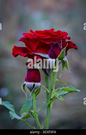 Gros plan d'une rose rouge profond en pleine floraison accompagnée de deux boutons de rose non ouverts sur des tiges vertes. Photographié en extérieur avec un arrière-noir bokeh naturel doux Banque D'Images