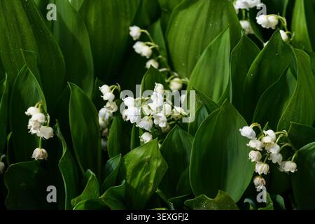 Potsdam, Allemagne, 16 mai 2026. Muguet (Convallaria majalis) sur l'île de la Fraternité – feuillage dense et fleurs blanches sous la lumière naturelle. Banque D'Images