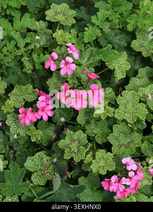 Pélargonium 'Crocodile' ou Géranium 'Crocodile', Geraniaceae. Hybride Afrique australe. Une plante vivace compacte, touffue, à feuilles persistantes avec des feuilles panachées. Banque D'Images