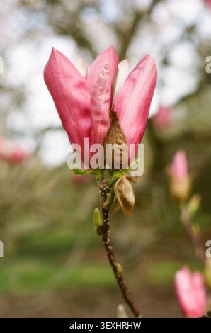 Fleur de Magnolia Banque D'Images
