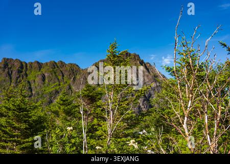 Paysage montagneux pittoresque des Lofoten avec des bouleaux blancs au feuillage vert frais contre des pics rocheux spectaculaires sous un ciel bleu clair. Banque D'Images