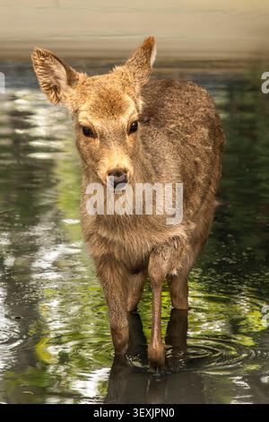 Adorable jeune cerf debout dans l'eau dans le parc de Nara, Nara, Japon. Banque D'Images