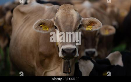 Vache de bétail pâturant sur les terres agricoles. Pâturage des vaches dans un pré avec herbe. Vaches Herd sur un champ d'herbe. Vache mature dans un champ vert. Vaches en pâturage en naturel Banque D'Images
