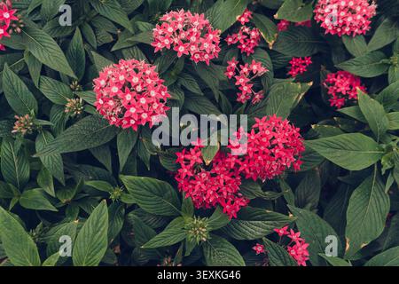 Vue de dessus de Egyptian Star Cluster ou juste Star Flower (pentas) en fleurs Banque D'Images
