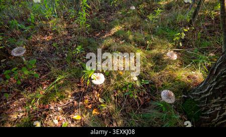 Champignons parasol dans le champ (Macrolepiota Procera) Banque D'Images