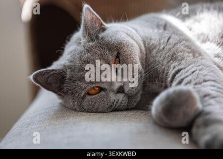 Chat britannique gris repose sur un tissu doux. Yeux à moitié fermés, détendus, expression sereine. Pattes recourbées doucement, fourrure lisse et moelleuse. Idéal pour confortable, tranqu Banque D'Images