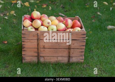 Pommes rouges fraîches mûres disposées dans une caisse traditionnelle en bois reposant sur de l'herbe verte parsemée de feuilles d'automne tombées. Vue latérale mettant en évidence l'ab Banque D'Images