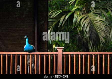 Paon bleu perché sur une balustrade en bois avec fond de jungle tropicale Banque D'Images