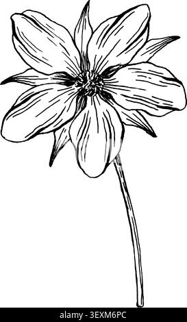 Illustration botanique de framboise de style gravure noir et blanc montrant des baies et des feuilles détaillées. Parfait pour la conception alimentaire, les produits de beauté, statio Banque D'Images