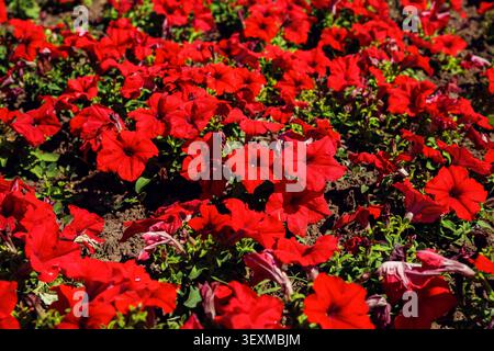Fleurs de pétunia rouges. Lit de fleurs plein cadre. pétunias en plein air beaucoup dans la journée d'été. Nom de famille Solanaceae Banque D'Images