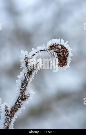 Gros plan macro d'une seule feuille brune flétrie sur une brindille, fortement recouverte de délicats cristaux de glace blanche et de givre sur un hiver flou Banque D'Images