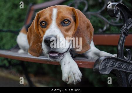 Portrait en gros plan d'un curieux beagle regardant l'appareil photo à la lumière naturelle. Chien de chasse de race pure et fidèle animal de compagnie de la famille. Banque D'Images