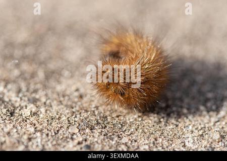 Macro-plan détaillé montrant les poils fins d'une chenille d'ours laineux brun enroulée sur une surface sablonneuse avec une faible profondeur de champ Banque D'Images