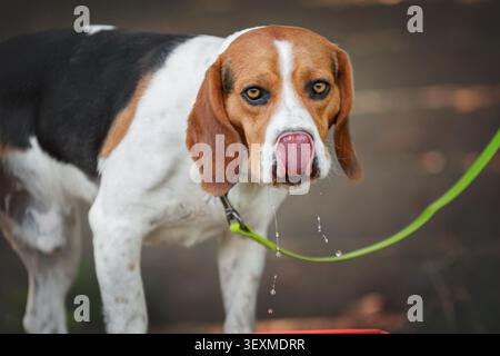 Chien Beagle buvant de l'eau douce à l'extérieur tout en portant une laisse verte. Hydratation des animaux, marche avec un chien, soins aux animaux et mode de vie sain. Banque D'Images