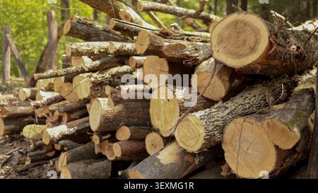 Image horizontale en gros plan mettant l'accent sur les extrémités texturées circulaires de bûches de bois coupées dans un tas. Banque D'Images