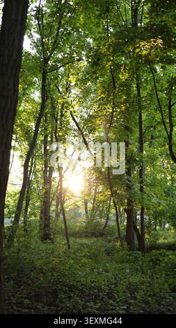 Photo verticale panoramique de grands arbres verts dans une forêt dense avec des rayons de soleil brillants à travers les branches. Banque D'Images