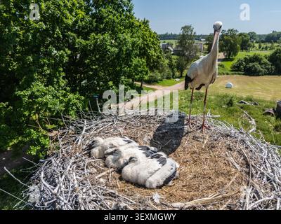 Vue aérienne d'une cigogne blanche gardant trois poussins dans un grand nid au-dessus de la campagne par une journée d'été ensoleillée dans un paysage rural paisible. Banque D'Images