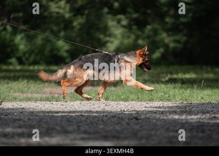 Berger allemand courant dans un parc en plein jour. Chien de travail énergique, exercice en plein air, activité animale et mode de vie sain. Banque D'Images
