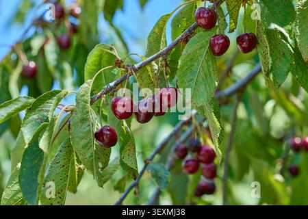 Gros plan de cerises mûres accrochées à la branche. Banque D'Images