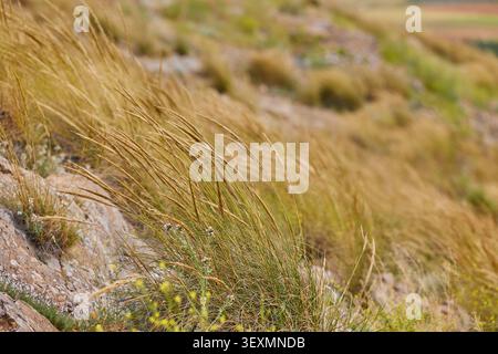 Herbe de mauvaises herbes sur fond rocheux à Consuegra, Tolède, Espagne. Banque D'Images