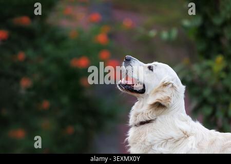 Chien Golden Retriever debout dans le profil avec la bouche ouverte, regardant, sur un beau fond flou coloré avec espace de copie. Nettoyer le portoir pour animaux Banque D'Images