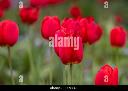 Gros plan de tulipes Tulipa 'Oxford' rouges éclatantes qui fleurissent dans un jardin printanier, avec un bokeh vert doux créant un fond naturel coloré. Banque D'Images