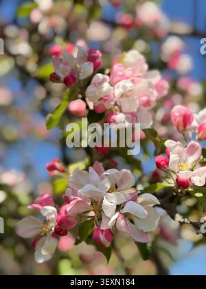 Branche de pommier en fleurs avec des fleurs roses et blanches. Beau gros plan de fleurs de pommiers sous un ciel bleu clair. Les bourgeons roses vibrants et wh Banque D'Images