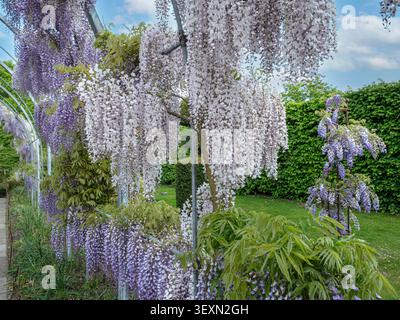 RHS Wisteria floribunda ‘Kimono’ et ‘Kokuryu’ fleurissent sur la pergola du chemin tunnel Wisteria Walk sous une lumière douce au RHS Gardens Wisley Surrey UK Banque D'Images
