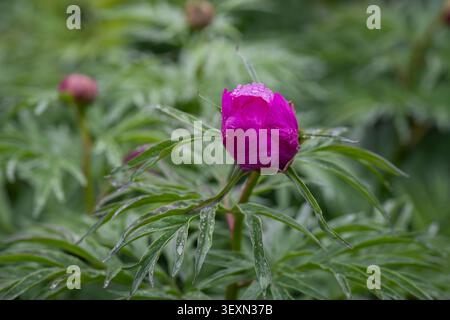 Gros plan d'un bourgeon de pivoine Paeonia intermedia couvert de gouttes de pluie fraîches, entouré d'un feuillage vert luxuriant dans un jardin printanier. Banque D'Images