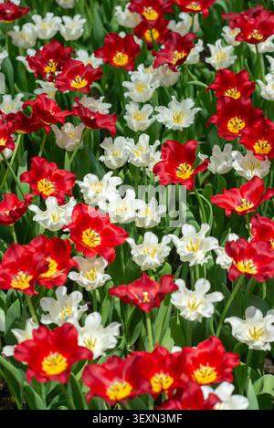 Plan vertical d'un beau champ rempli de tulipes rouges et blanches en fleurs sous lumière naturelle. Banque D'Images