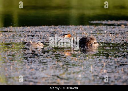 Adulte Great Crested Grebe nage dans l'eau calme. Deux petits poussins rayés chevauchent sur son dos. Banque D'Images