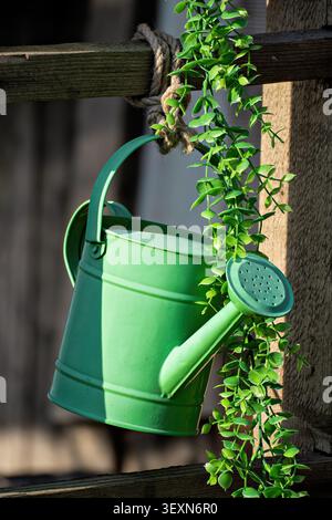 Arrosoir classique en métal vert suspendu à une clôture en bois rustique, décoré d'une plante artificielle verte traînante en plein jour. Banque D'Images