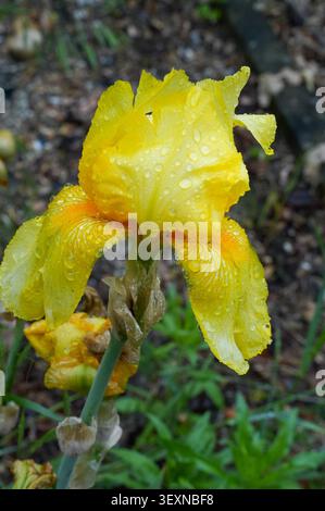 Fleur d'iris jaune avec des gouttes de pluie sur les pétales après la pluie. Banque D'Images