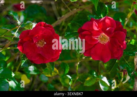 De belles roses rouges dans un jardin par une journée d'été ensoleillée. Banque D'Images