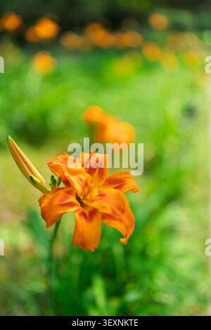 Vue rapprochée d'une fleur de jour double orange éclatante (Hemerocallis fulva) fleurissant avec un fond bokeh d'herbe verte fraîche. Banque D'Images