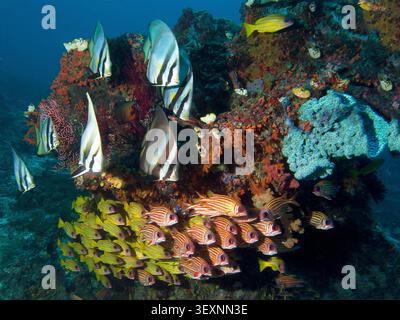 Écoles de poissons de récif tropical autour d'une bommie corallienne sur le célèbre site de plongée Blue Magic dans le détroit de Dampier, Raja Ampat, au cœur du Triangle de Corail Banque D'Images